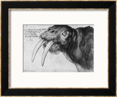 Walrus, British Museum, London by Albrecht Dürer Pricing Limited Edition Print image