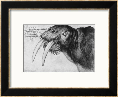 Walrus, British Museum, London by Albrecht Durer Pricing Limited Edition Print image