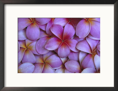 Pink Plumeria, Maui, Hawaii, Usa by Julie Eggers Pricing Limited Edition Print image