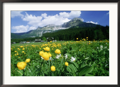 Meadow In Spring, Austria by Elfi Kluck Pricing Limited Edition Print image