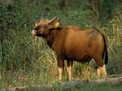 Wild Gaur Feeding (Bos Gaurus) Nagarhole National Park, India by Anup Shah Pricing Limited Edition Print image