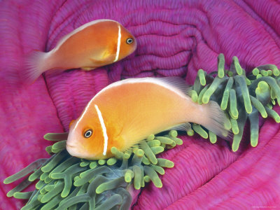 Pink Anemonefish, In Sea Anemone, Palau, Micronesia by Doug Perrine Pricing Limited Edition Print image