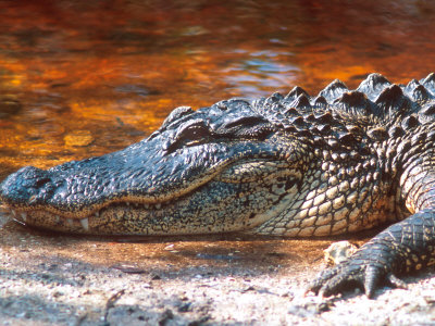 American Alligator At The Jn Ding Darling National Wildlife Refuge, Sanibel Island, Florida, Usa by David R. Frazier Pricing Limited Edition Print image