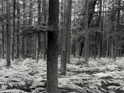 Pine Tree Trunks With Undergrowth by Oote Boe Pricing Limited Edition Print image