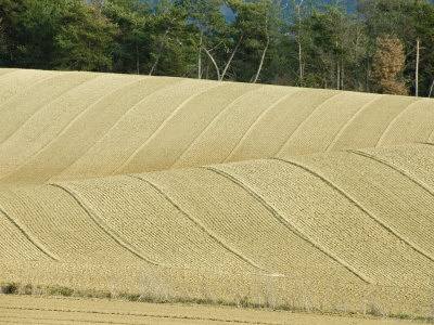 Curving Lines Of Plowed Fields On Two Hillsides, With Trees In Back, France by Stephen Sharnoff Pricing Limited Edition Print image