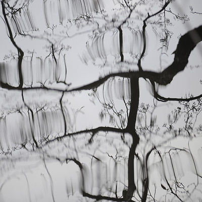 Kapitel Drei - Windbaume #1 by Sabine Wenzel Pricing Limited Edition Print image