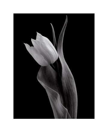 Tulips I by Seamus Ryan Pricing Limited Edition Print image