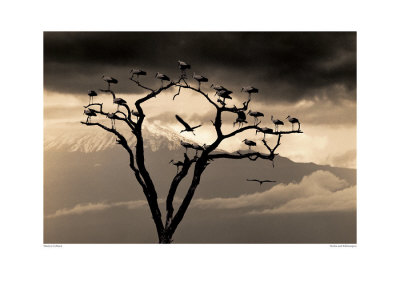 Storks And Kilimanjaro by Martyn Colbeck Pricing Limited Edition Print image