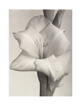 Gladioli by James Pitts Pricing Limited Edition Print image