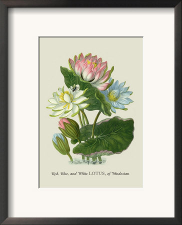 Red, Blue, And White Lotus Of The Hindostan by J. Forbes Pricing Limited Edition Print image