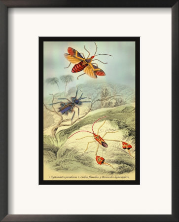 Insects: Syrtomastes Paradoxus, Cerbus Flaveobus by James Duncan Pricing Limited Edition Print image