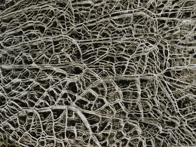 Detail Of A Prickly Pear Cactus Skeleton by Stephen Sharnoff Pricing Limited Edition Print image