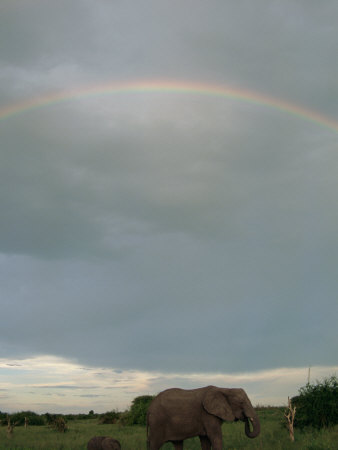 African Elephants Under A Rainbow by Beverly Joubert Pricing Limited Edition Print image