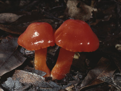 Glossy, Brilliant Red Mushrooms Called Scarlet Waxy Caps by Stephen Sharnoff Pricing Limited Edition Print image