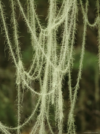 Close View Of Strands Of Methuselahs Beard Lichens by Stephen Sharnoff Pricing Limited Edition Print image