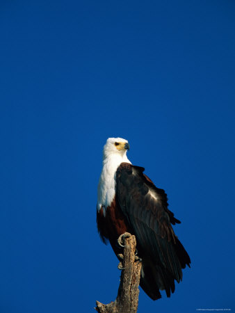 African Fish Eagle by Beverly Joubert Pricing Limited Edition Print image