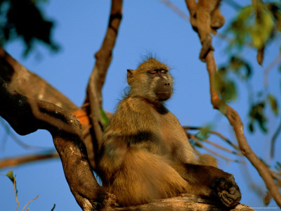 Baboon In A Tree by Beverly Joubert Pricing Limited Edition Print image