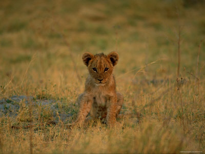 A Five-Month-Old Cub by Beverly Joubert Pricing Limited Edition Print image
