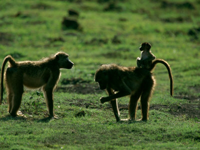 Baboons With Young by Beverly Joubert Pricing Limited Edition Print image