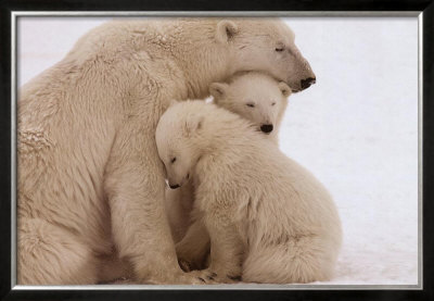 Polar Bear Family by Kennan Ward Pricing Limited Edition Print image