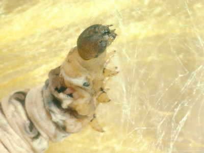 Silk Moth, Close Up Of Larva Spinning Cocoon by Oxford Scientific Pricing Limited Edition Print image