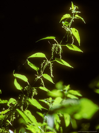 Stinging Nettle, Backlit, Summer by David Boag Pricing Limited Edition Print image