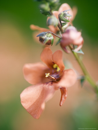 Diascia Barbarae Upright Orange Diastusca by Geoff Kidd Pricing Limited Edition Print image