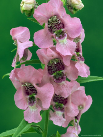 Angelonia, Pink, Close Up Of Flowers by Kidd Geoff Pricing Limited Edition Print image