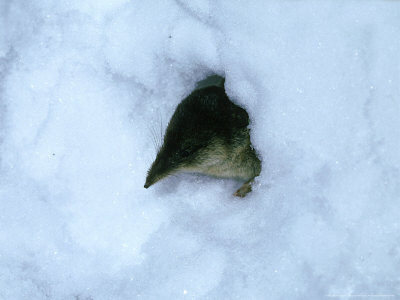 Common Shrew, Sorex Araneus In Snow by Overseas Press Agency Pricing Limited Edition Print image