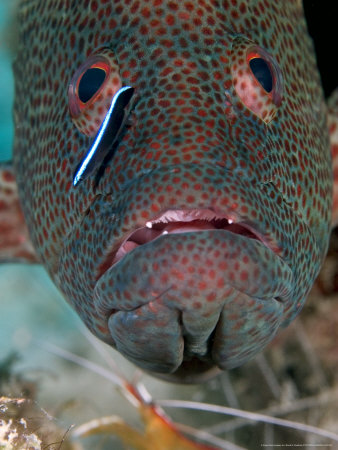 Coral Grouper, With Cleaner Wrasse, Malaysia by David B. Fleetham Pricing Limited Edition Print image