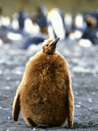 King Penguin, Chick On Beach, South Georgia by David Tipling Pricing Limited Edition Print image