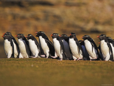 Group Of Penguins On The March by Andy Rouse Pricing Limited Edition Print image