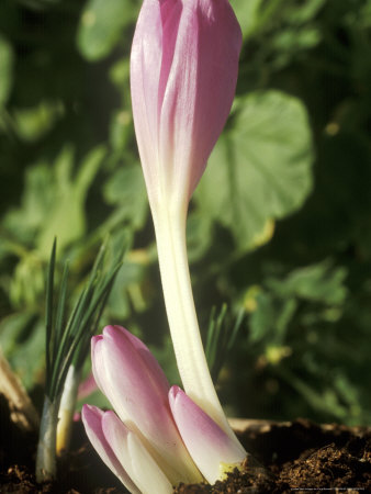Colchicum, Lilac Wonder (Emerging Through Soil), October by Chris Burrows Pricing Limited Edition Print image