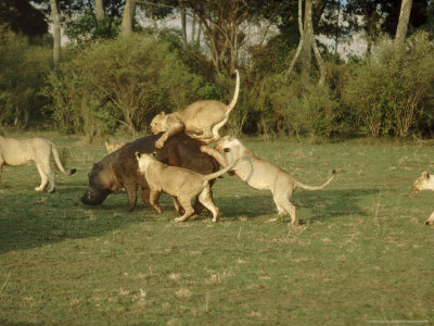 Lions, Attacking Hippopotamus, Masai Mara National Park by Chris Knights Pricing Limited Edition Print image