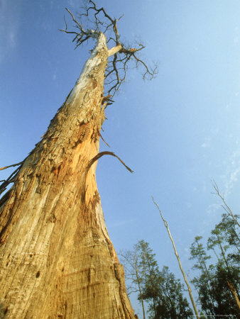 Teak Tree, Mae Hong Sang Provence, Nw Thailand by Michael Pitts Pricing Limited Edition Print image