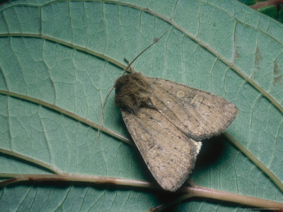 Square Spot Dart, Imago At Rest, Somerset, Uk by David Fox Pricing Limited Edition Print image