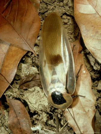 Giant Forest Cockroach, Trinidad by John Cooke Pricing Limited Edition Print image