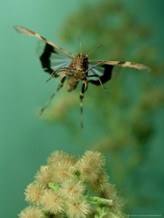 Grasshopper In Flight, Portugal by Paulo De Oliveira Pricing Limited Edition Print image