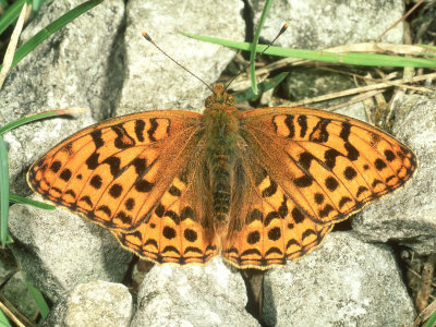 High Brown Fritillary, Male by Terry Button Pricing Limited Edition Print image