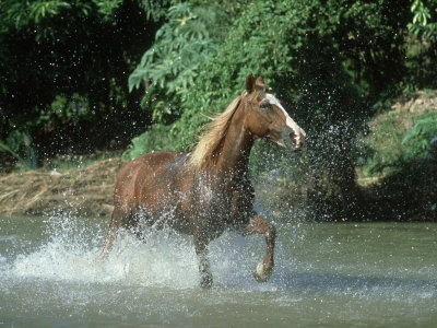 Quarter Horse, Running In River Montana by Alan And Sandy Carey Pricing Limited Edition Print image