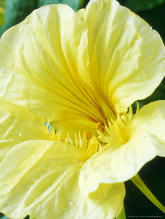 Tropaeolum Majus Moonlight (Nasturtium) Close-Up by Chris Burrows Pricing Limited Edition Print image