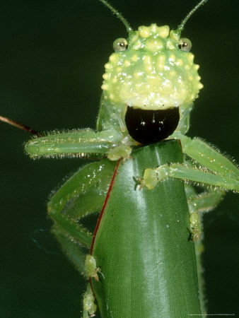 Rainforest Katydid, With Funny Face Costa Rica by Brian Kenney Pricing Limited Edition Print image