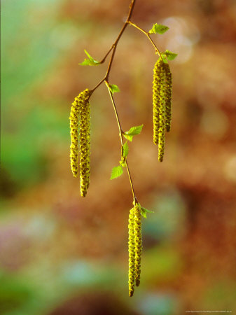 Silver Birch, Catkins, Spring by David Boag Pricing Limited Edition Print image