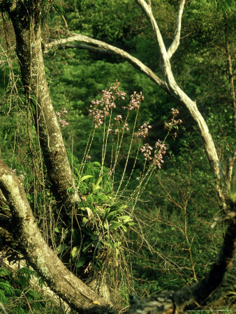 Trumpet Orchid, Epiphyte, Honduras by Chris Catton Pricing Limited Edition Print image
