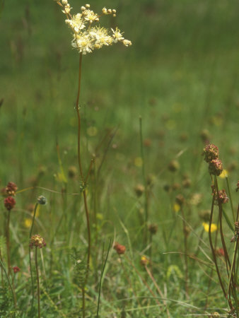 Meadowsweet, Summer by David Boag Pricing Limited Edition Print image