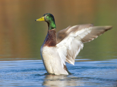 Male Mallard Flapping Wings, Green Mountains, Usa by Gustav Verderber Pricing Limited Edition Print image