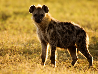 Spotted Hyena, Serengeti National Park, Tanzania by Ariadne Van Zandbergen Pricing Limited Edition Print image