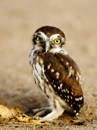 Pearl-Spotted Owlet, Selous Game Reserve, Tanzania by Ariadne Van Zandbergen Pricing Limited Edition Print image