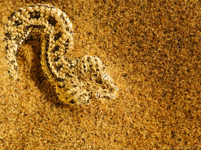 Peringueys Adder Buried Beneath The Sand With Only Eyes Exposed To Ambush Small Lizards, Namibia by Ariadne Van Zandbergen Pricing Limited Edition Print image