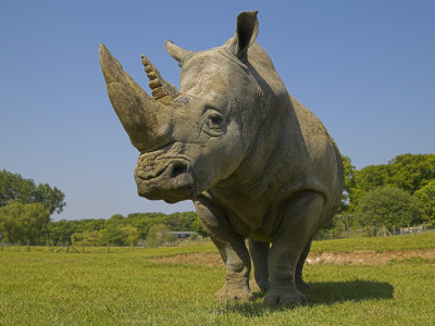 Rhinoceros by Andy Rouse Pricing Limited Edition Print image
